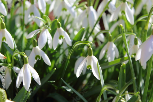 common snowdrop (Galanthus nivalis) in flower