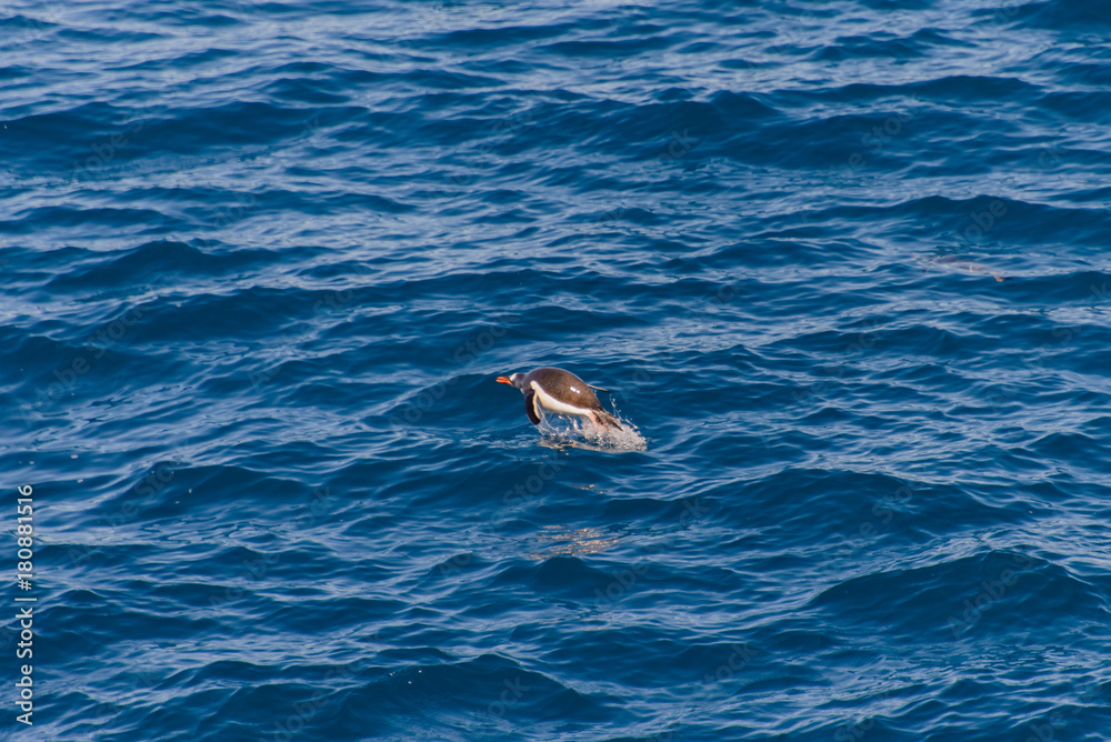 Fototapeta premium Gentoo penguins swimming