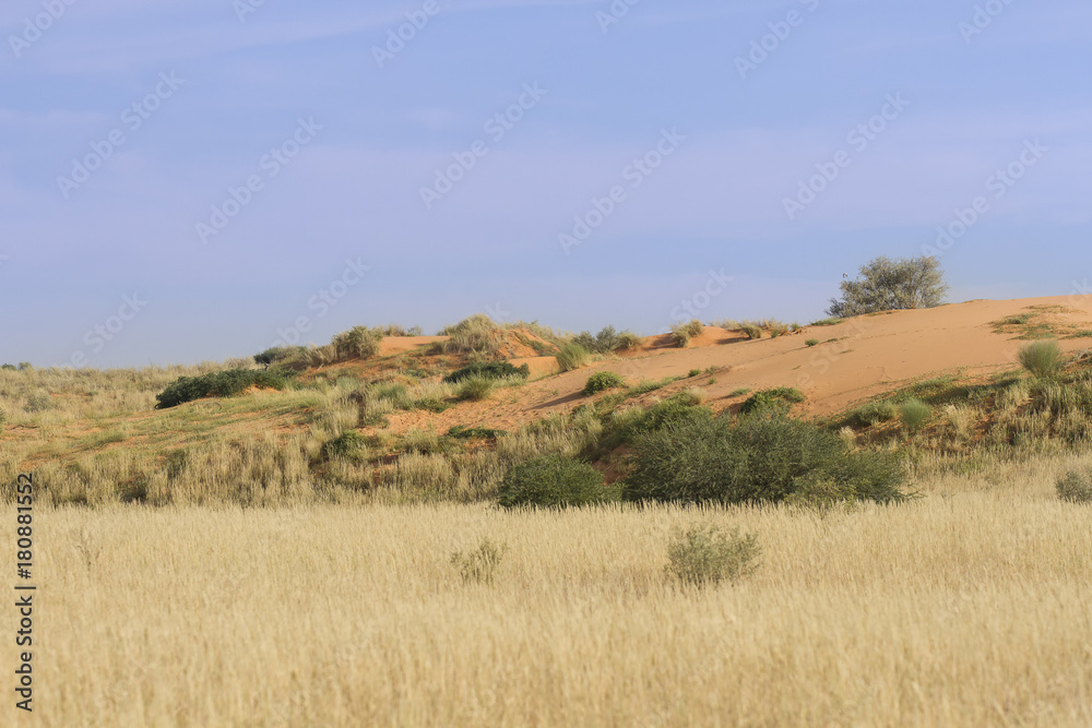 Grass growing on sand dunes in the Kalahari after good rains