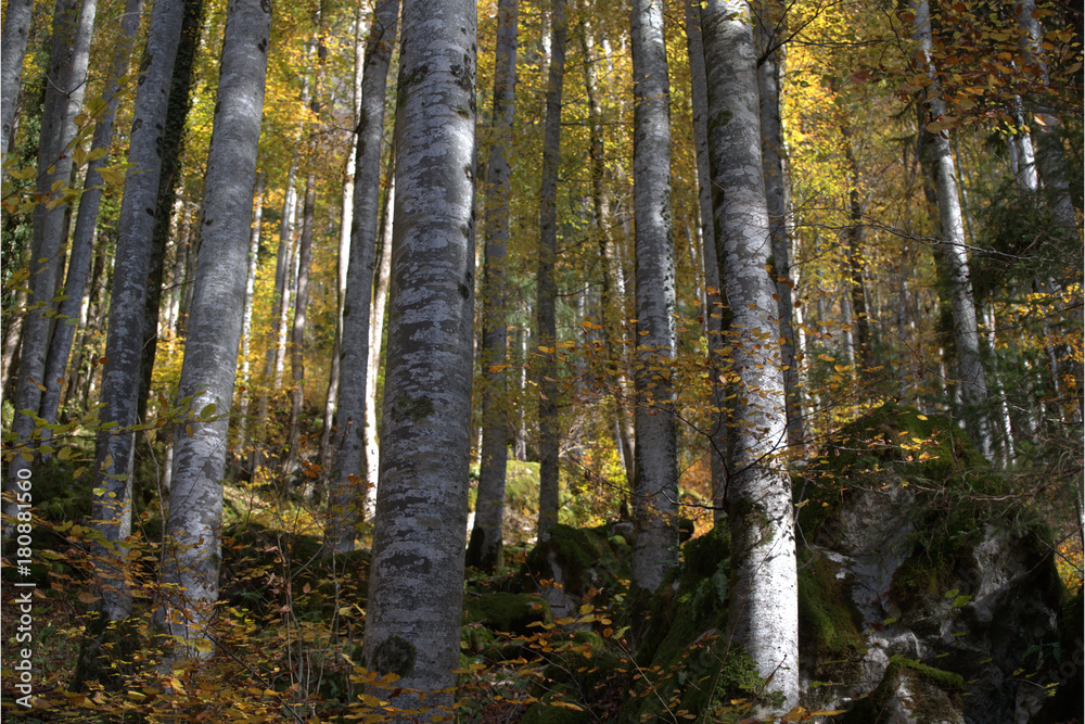 Obraz premium Bäume