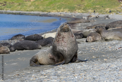 Fur seal