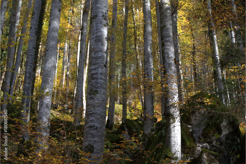 Fototapeta Naklejka Na Ścianę i Meble -  Bäume