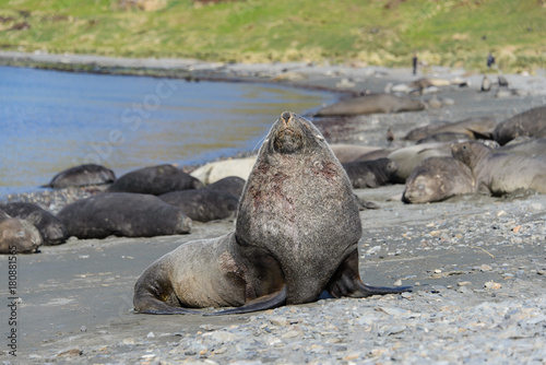 Fur seal