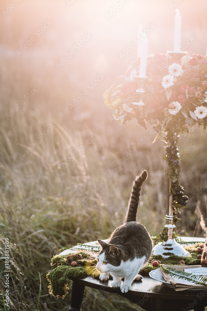 Cat on decorated wedding table outdoor.