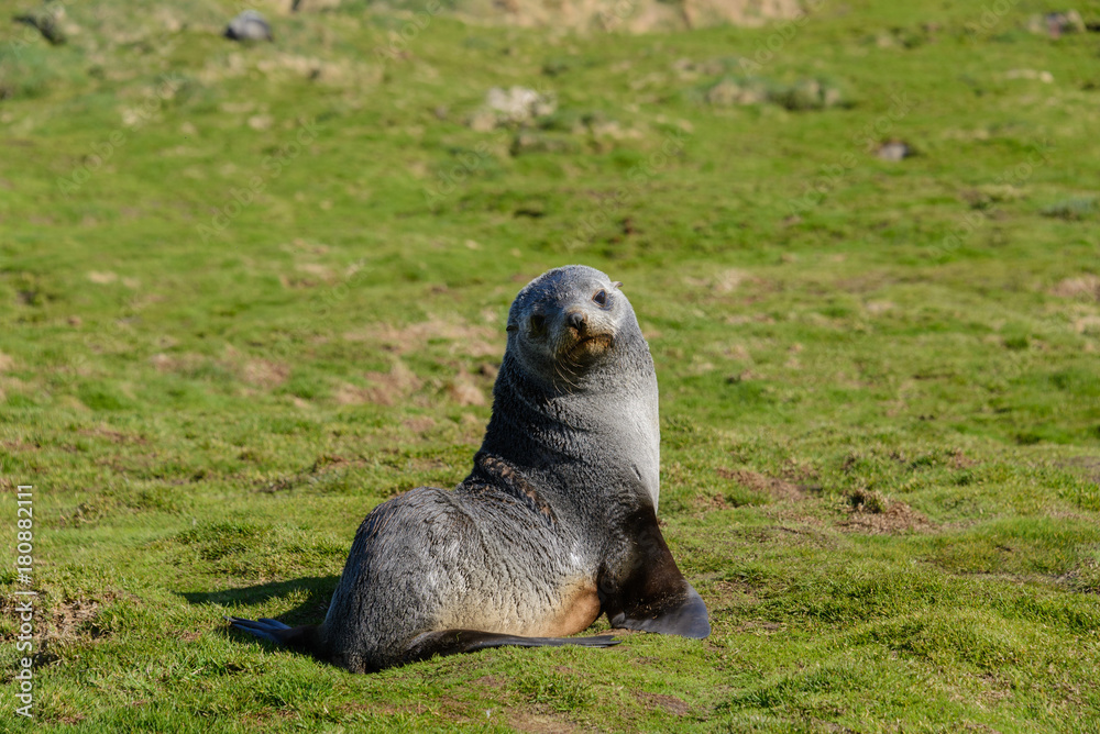 Obraz premium Fur seal