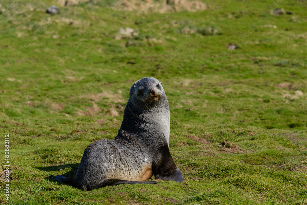 Obraz premium Fur seal
