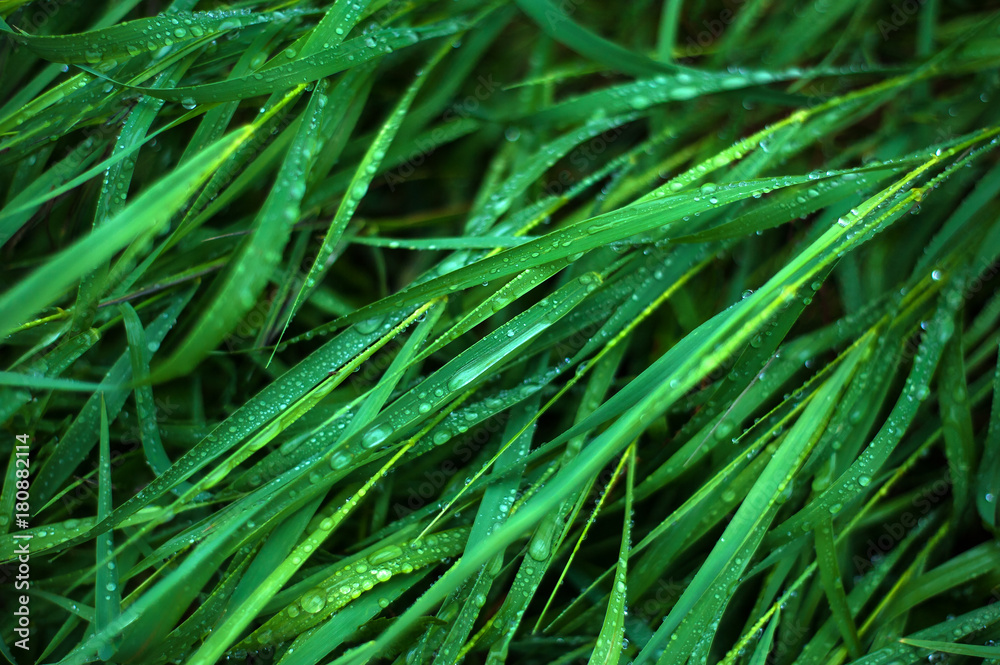 Fresh green grass with dew drops close up. Water drops on the fresh grass after rain. Light morning dew on the green grass. Fresh green grass with dew drops close up. Water drops on the fresh grass after rain. Light morning dew on the green grass.