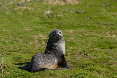 Fur seal