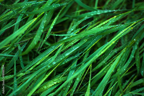 Fresh green grass with dew drops close up. Water drops on the fresh grass after rain. Light morning dew on the green grass.