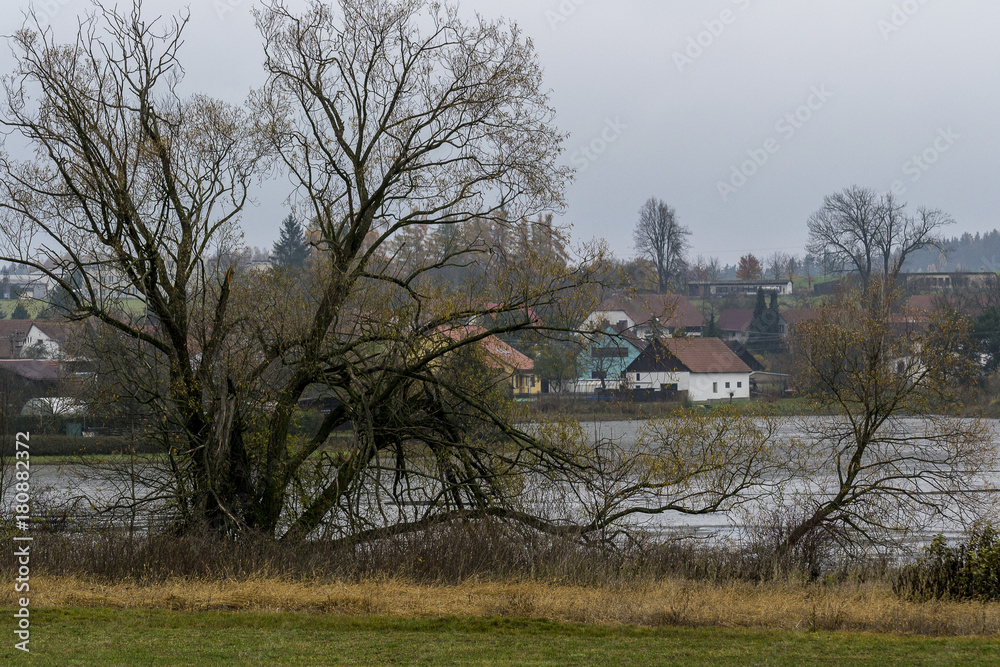 Branched tree growing on the shore of a pond near a small village in autumn