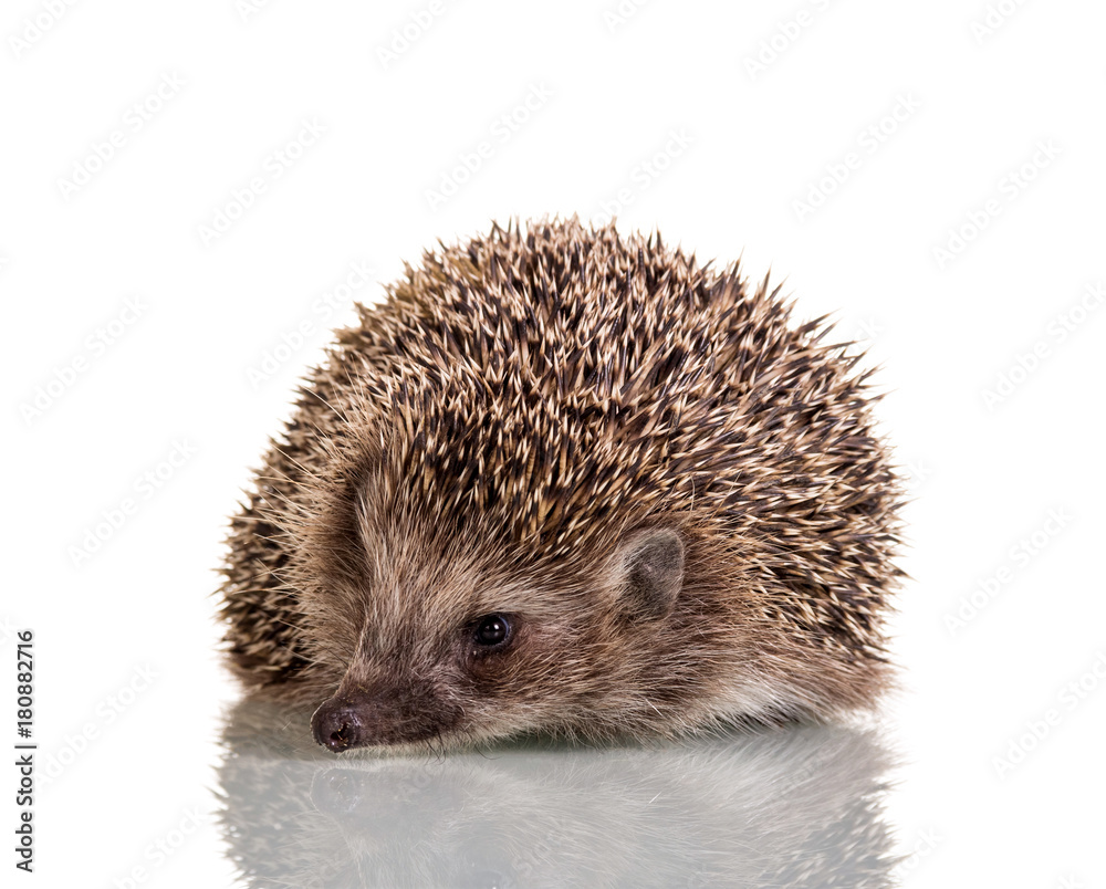 Hedgehog prickly little animal, isolated on white Hedgehog prickly little animal, isolated on white