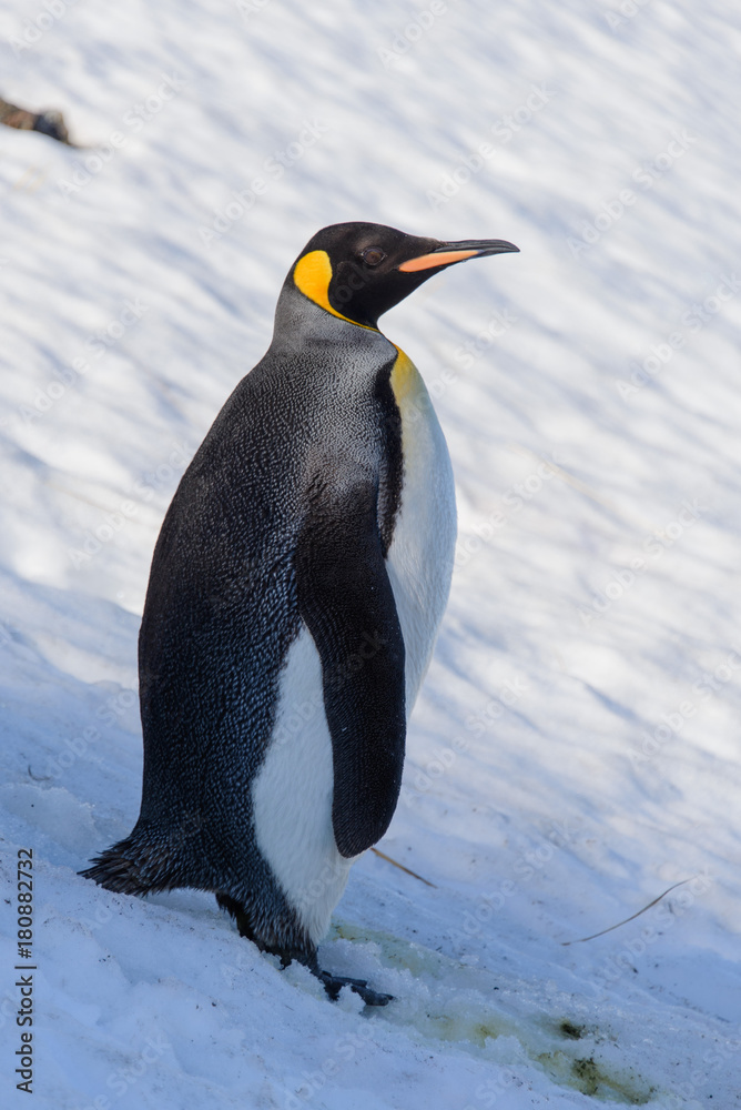 Fototapeta premium King penguins on South Georgia