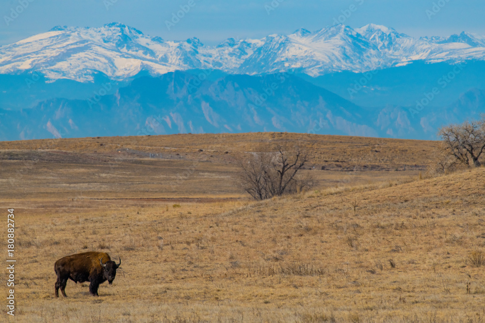 Fototapeta premium American Bison Grazing on the Colorado Prairie with a Mountain View