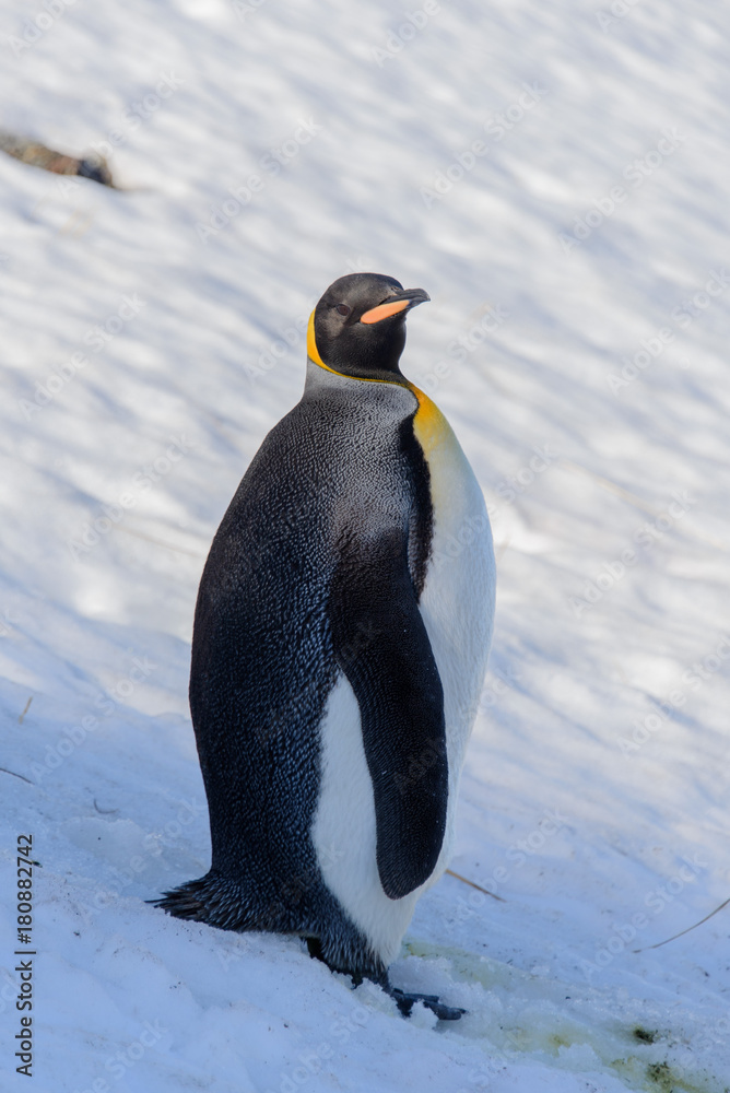 Obraz premium King penguins on South Georgia