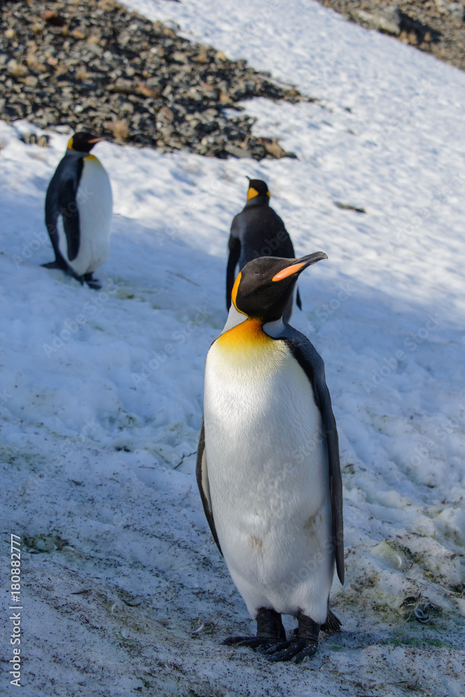 Fototapeta premium King penguins on South Georgia