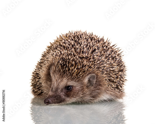 Hedgehog prickly little animal, isolated on white