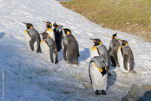 King penguins on South Georgia