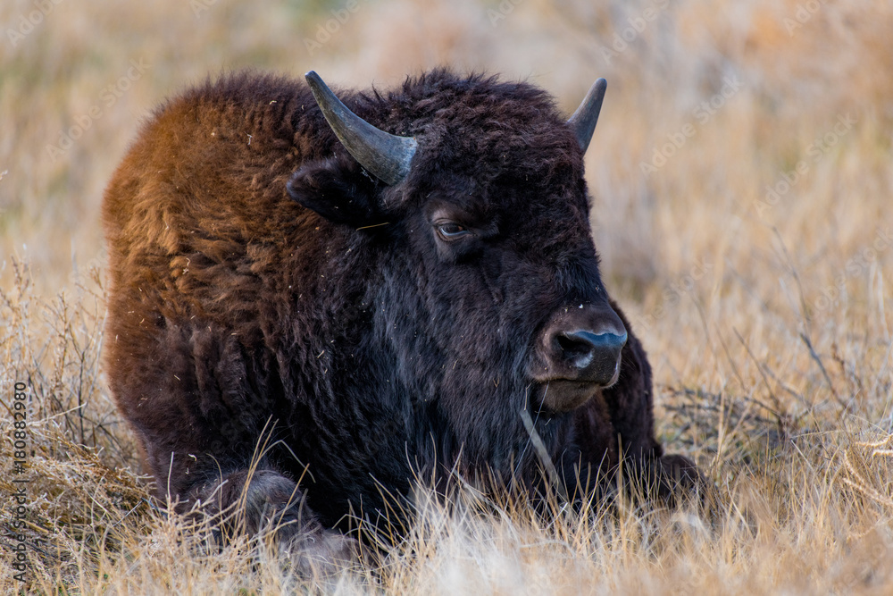 An American Bison Lounges on the Prairie