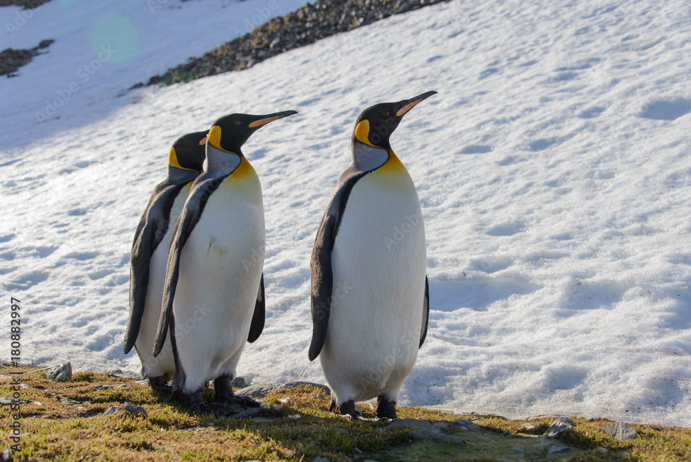 Fototapeta premium King penguins on South Georgia