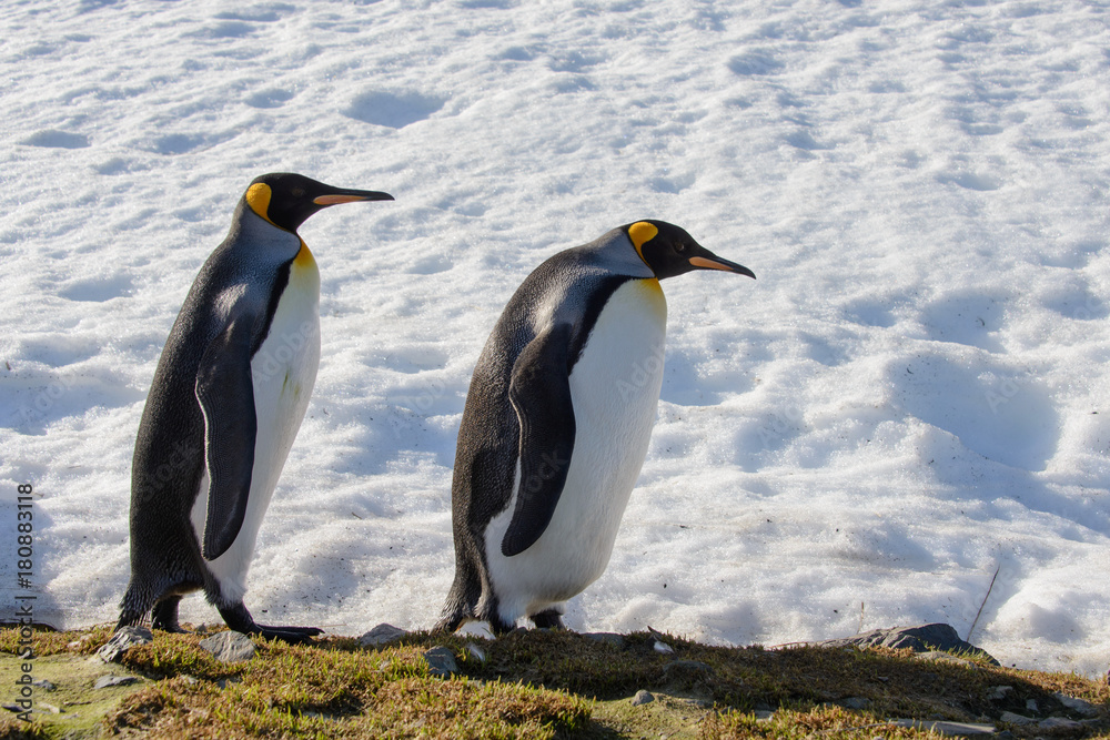 Fototapeta premium King penguins on South Georgia
