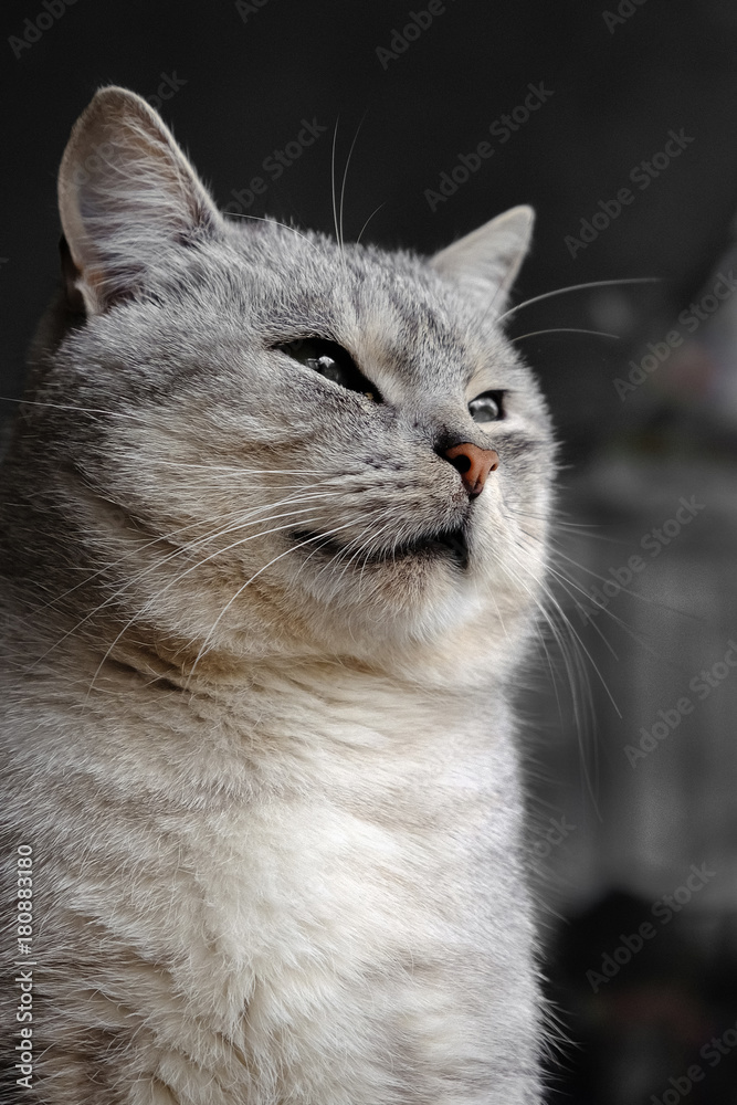 Beautiful fluffy smoky gray cat closeup Beautiful fluffy smoky gray cat closeup