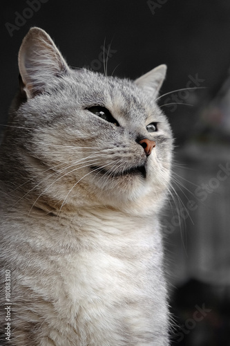 Beautiful fluffy smoky gray cat closeup © esbuka