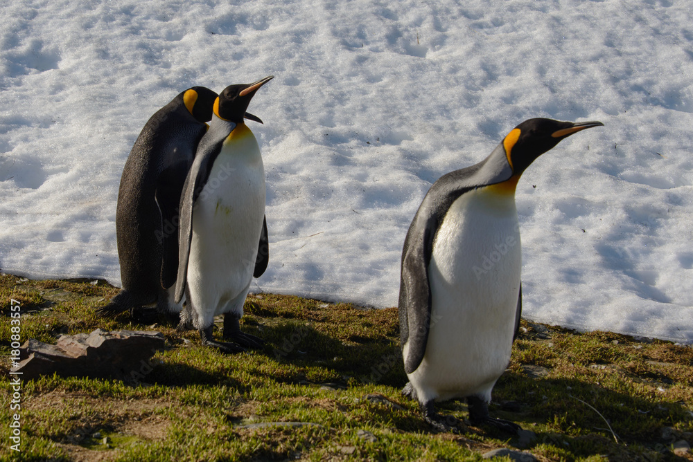 Fototapeta premium King penguins on South Georgia