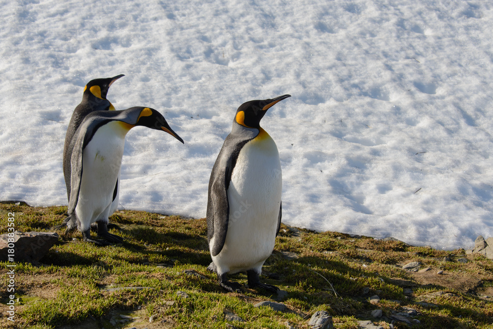 Obraz premium King penguins on South Georgia