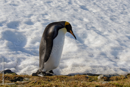 King penguins on South Georgia