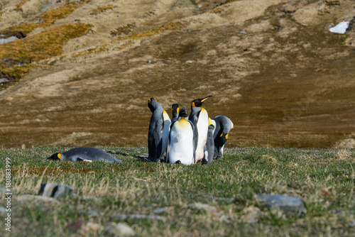 King penguins on South Georgia