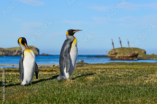 Fotografie King penguins on South Georgia