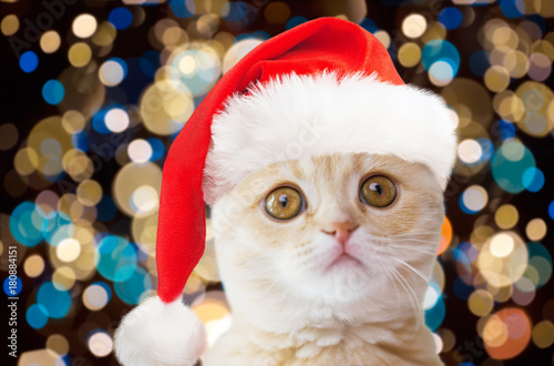 little cat in santa hat over christmas lights