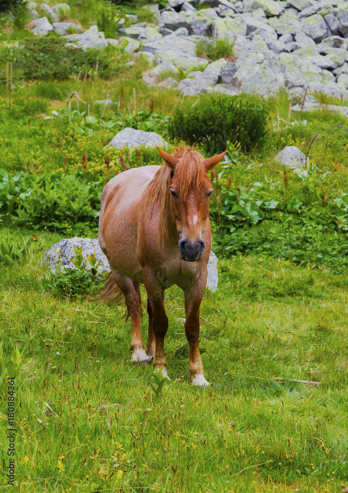 Beautiful landscape with wild horse in the mountain Beautiful landscape with wild horse in the mountain