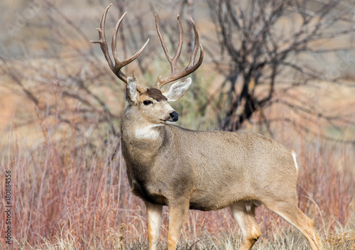 Large Mule Deer Buck