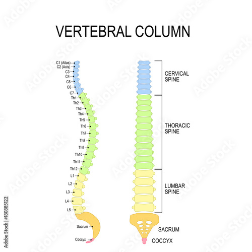 Vertebral column. Numbering order of the vertebrae of the human spinal column