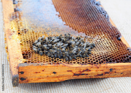 Bilde på lerret The extinction of honey bees