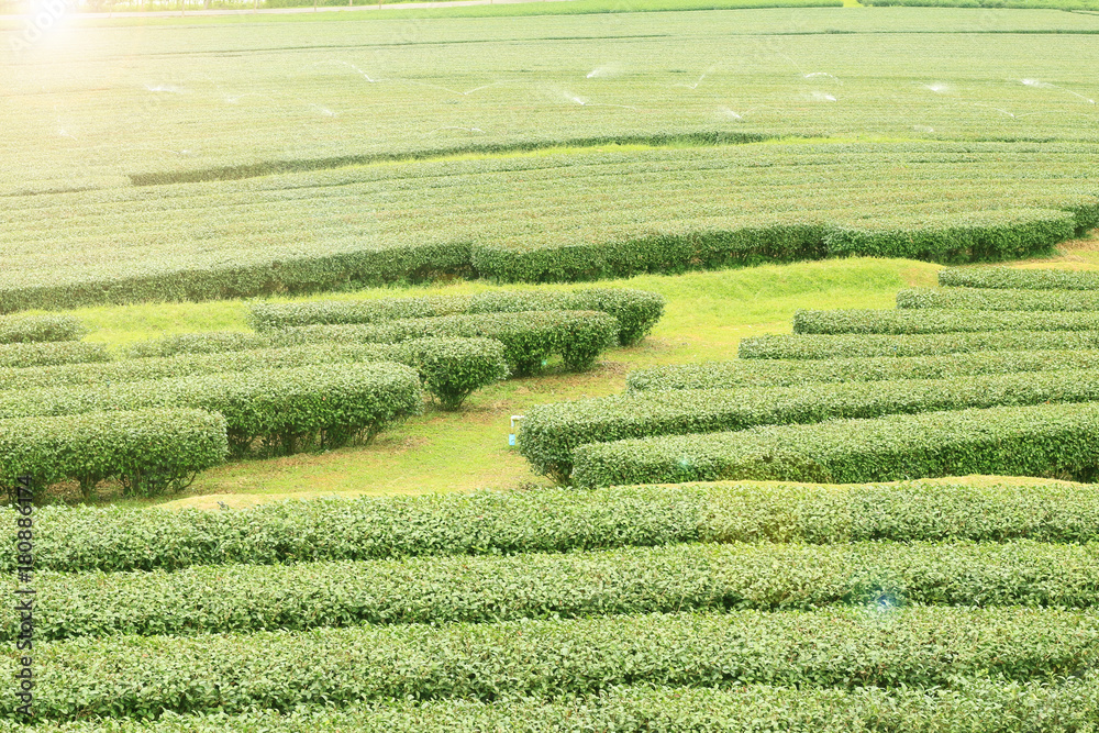Tea plantation with green nature. Tea plantation with green nature.