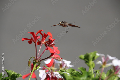 hummingbird moth arriving