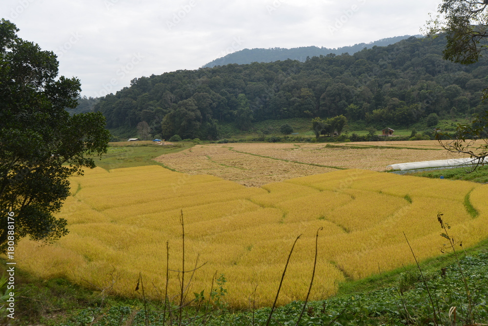 Golden rice field with copy space for text or advertising