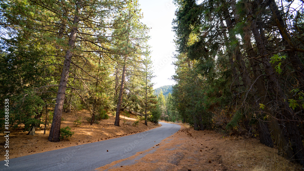 Fototapeta premium Forest Road