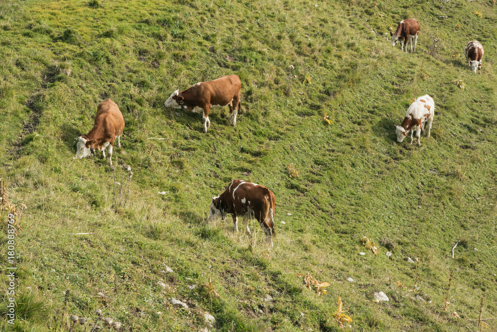 Fototapeta premium Grazing cows on a mountain side near the top station of the Wallbergbahn