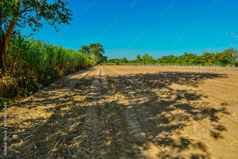 Fototapeta Sugar cane plantation in Thailand Nectar Raw materials for sugar production.