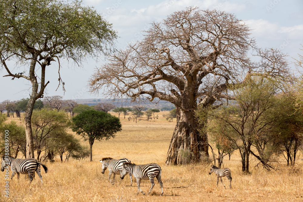 Zebra (Equus quagga) Zebra (Equus quagga)