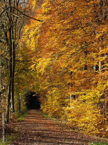 Weg im sonnigen Herbstwald 