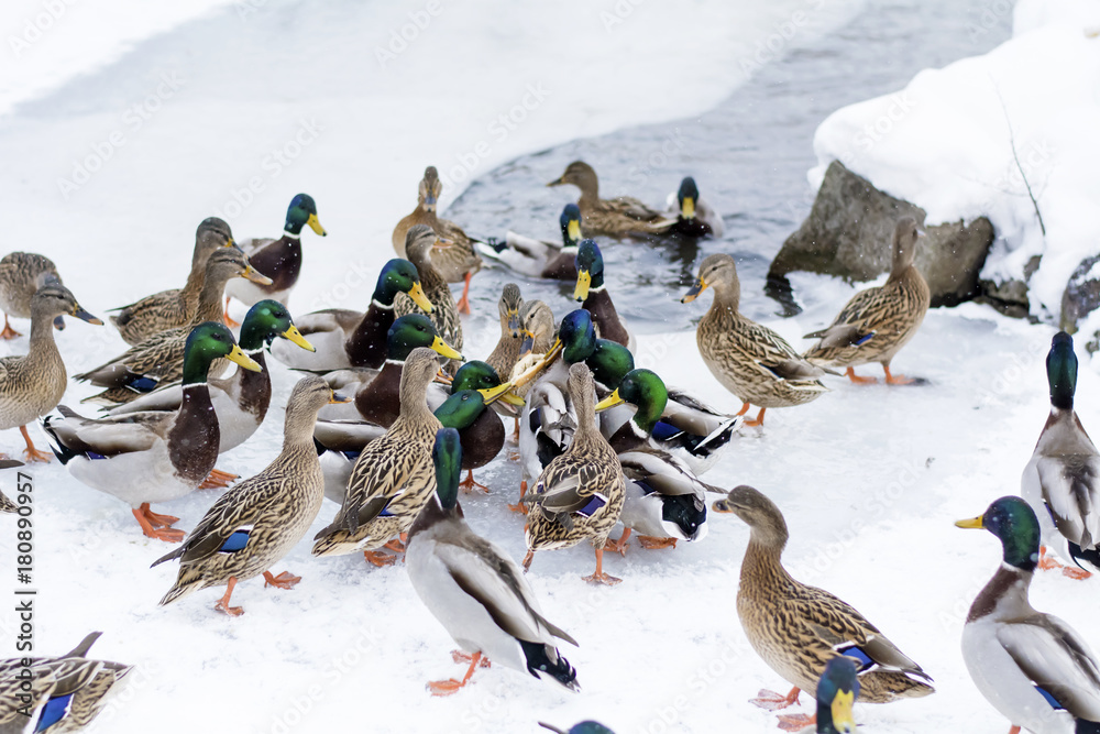 Fototapeta premium hungry ducks eating bread in a winter day with snow falling,Frozen lake