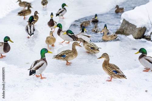 hungry ducks eating bread in a winter day with snow falling,Frozen lake