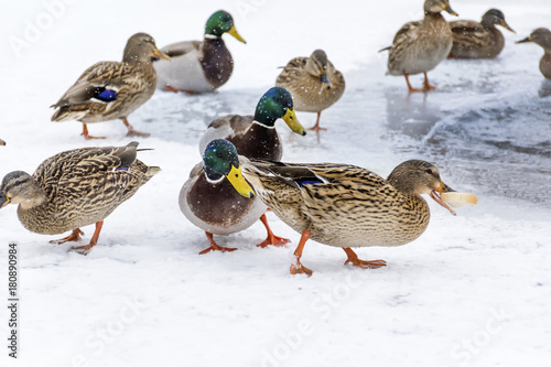 hungry ducks eating bread in a winter day with snow falling