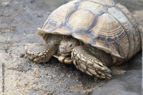Sulcata Tortoises on the sand