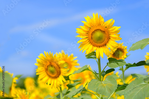 Full blooming sunflower in field. © Winyou