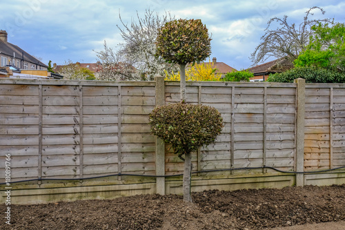 Shaped pruned bay tree in the garden photo